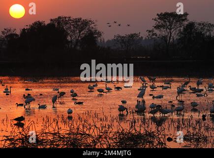 (221222) -- NANCHANG, 22. Dez. 2022 (Xinhua) -- Zugvögel ruhen im Nanchang Five Stars Siberian Cranes Sanctuary am Poyang Lake in Nanchang, Provinz Jiangxi im Osten Chinas, 21. Dez. 2022. Der Poyang Lake, der größte Süßwassersee des Landes, ist ein wichtiger Winterort für Zugvögel. In Nanchang Five Stars Siberian Cranes Sanctuary am Poyang Lake, der dieses Jahr von der Dürre betroffen war, haben Vogelliebhaber einen Lotusteich gemietet, in dem jedes Jahr Zugvögel zum Füttern angezogen werden, um im Winter genügend Futter für Zugvögel zu liefern. (Xinhua/Wan Xiang) Stockfoto