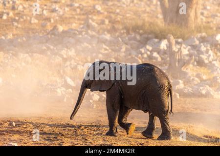 Ein Baby-Elefant, der aus einem Wasserloch kommt, nachdem er ein Bad genommen hat. Stockfoto