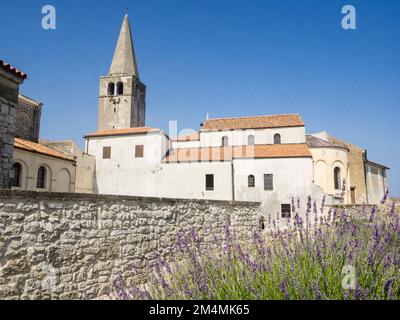 Lavendel vor der Euphrasischen Basilika, Porec, Istrien, Kroatien Stockfoto