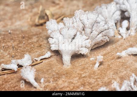 Die hellbraunen, fächerförmigen Pilze. Stockfoto