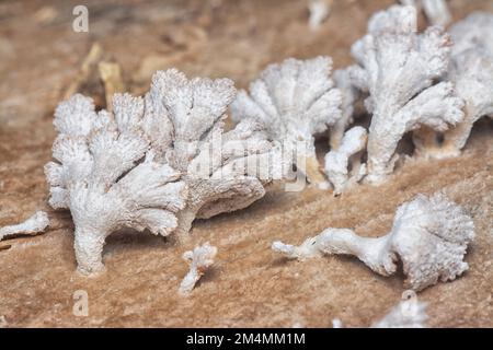 Die hellbraunen, fächerförmigen Pilze. Stockfoto