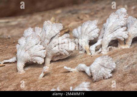 Die hellbraunen, fächerförmigen Pilze. Stockfoto