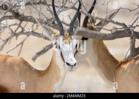 Nahaufnahmen von Springbok Antielopes (Antidorcas marsupialis), Etosha-Nationalpark, Namibia, Südwestafrika Stockfoto