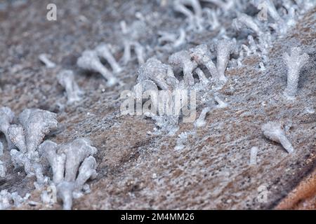 Die hellbraunen, fächerförmigen Pilze. Stockfoto