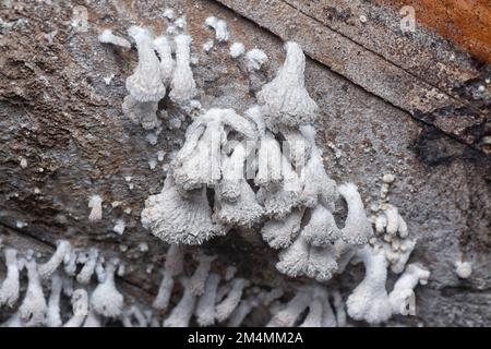 Die hellbraunen, fächerförmigen Pilze. Stockfoto