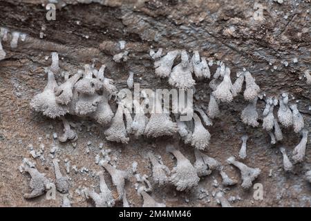 Die hellbraunen, fächerförmigen Pilze. Stockfoto