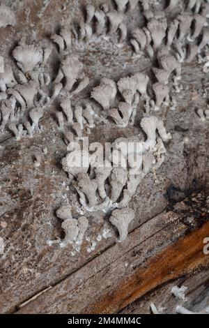 Die hellbraunen, fächerförmigen Pilze. Stockfoto