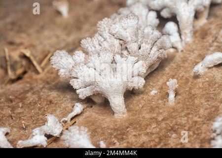 Die hellbraunen, fächerförmigen Pilze. Stockfoto