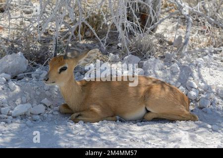 Steenbok (Raphicerus campestris) eine kleine Antilope des Süd- und Ostafrikas. Auch bekannt als steinbuck oder Steinbok Stockfoto