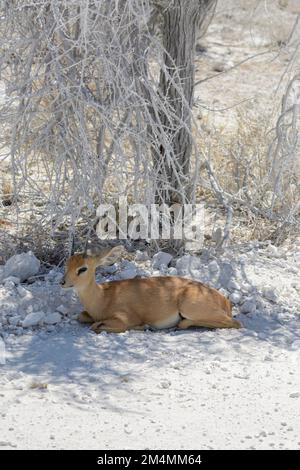 Steenbok (Raphicerus campestris) eine kleine Antilope des Süd- und Ostafrikas. Auch bekannt als steinbuck oder Steinbok Stockfoto