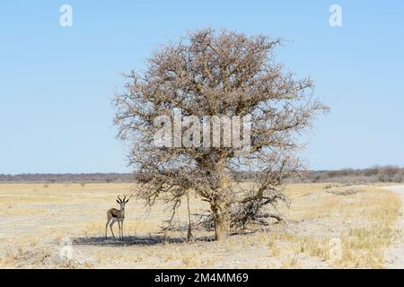 Springbok-Antilope (Antidorcas marsupialis) im Schatten eines Baumes im Etosha-Nationalpark, Namibia, Südwestafrika Stockfoto