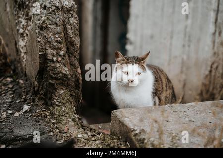 Streunende Katzen patrouillieren durch die leeren Straßen des Saltivka-Bezirks Charkiv, nachdem das Gebiet von russischen Raketen und Artillerie zerstört wurde. Stockfoto