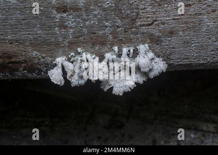 Die hellbraunen, fächerförmigen Pilze. Stockfoto