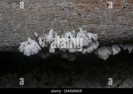 Die hellbraunen, fächerförmigen Pilze. Stockfoto