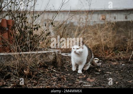 Streunende Katzen patrouillieren durch die leeren Straßen des Saltivka-Bezirks Charkiv, nachdem das Gebiet von russischen Raketen und Artillerie zerstört wurde. Stockfoto