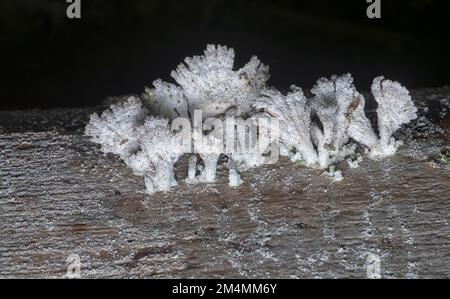 Die hellbraunen, fächerförmigen Pilze. Stockfoto