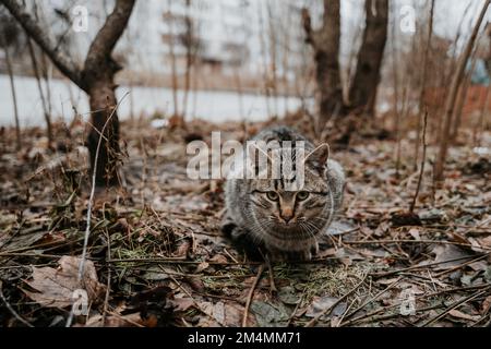 Streunende Katzen patrouillieren durch die leeren Straßen des Saltivka-Bezirks Charkiv, nachdem das Gebiet von russischen Raketen und Artillerie zerstört wurde. Stockfoto