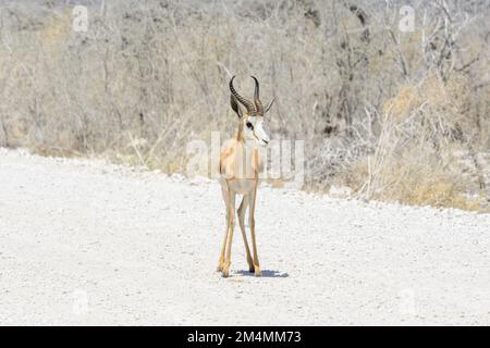 Springbok-Antilope (Antidorcas marsupialis) im Etosha-Nationalpark, Namibia, Südwestafrika Stockfoto