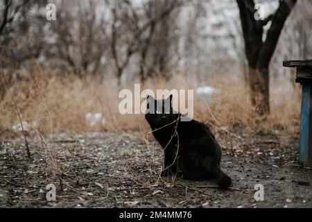 Streunende Katzen patrouillieren durch die leeren Straßen des Saltivka-Bezirks Charkiv, nachdem das Gebiet von russischen Raketen und Artillerie zerstört wurde. Stockfoto