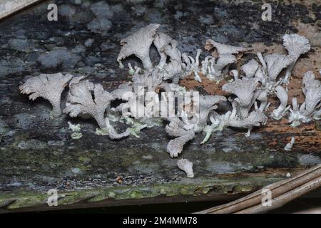 Die hellbraunen, fächerförmigen Pilze. Stockfoto