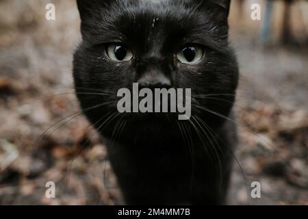 Streunende Katzen patrouillieren durch die leeren Straßen des Saltivka-Bezirks Charkiv, nachdem das Gebiet von russischen Raketen und Artillerie zerstört wurde. Stockfoto