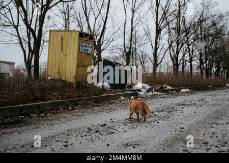 Streunende Katzen patrouillieren durch die leeren Straßen des Saltivka-Bezirks Charkiv, nachdem das Gebiet von russischen Raketen und Artillerie zerstört wurde. Stockfoto