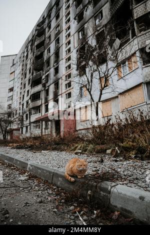 Streunende Katzen patrouillieren durch die leeren Straßen des Saltivka-Bezirks Charkiv, nachdem das Gebiet von russischen Raketen und Artillerie zerstört wurde. Stockfoto