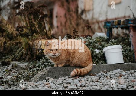 Streunende Katzen patrouillieren durch die leeren Straßen des Saltivka-Bezirks Charkiv, nachdem das Gebiet von russischen Raketen und Artillerie zerstört wurde. Stockfoto