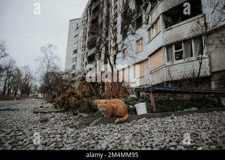 Streunende Katzen patrouillieren durch die leeren Straßen des Saltivka-Bezirks Charkiv, nachdem das Gebiet von russischen Raketen und Artillerie zerstört wurde. Stockfoto