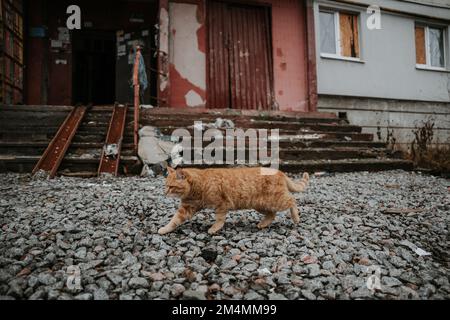 Streunende Katzen patrouillieren durch die leeren Straßen des Saltivka-Bezirks Charkiv, nachdem das Gebiet von russischen Raketen und Artillerie zerstört wurde. Stockfoto