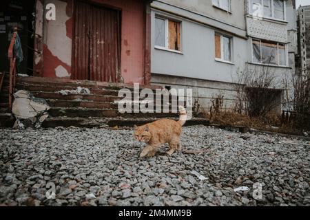 Streunende Katzen patrouillieren durch die leeren Straßen des Saltivka-Bezirks Charkiv, nachdem das Gebiet von russischen Raketen und Artillerie zerstört wurde. Stockfoto