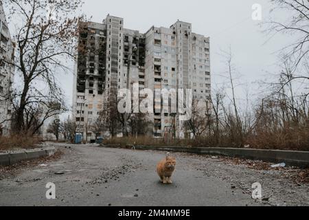 Streunende Katzen patrouillieren durch die leeren Straßen des Saltivka-Bezirks Charkiv, nachdem das Gebiet von russischen Raketen und Artillerie zerstört wurde. Stockfoto