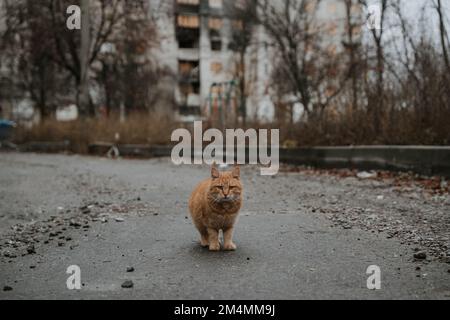 Streunende Katzen patrouillieren durch die leeren Straßen des Saltivka-Bezirks Charkiv, nachdem das Gebiet von russischen Raketen und Artillerie zerstört wurde. Stockfoto