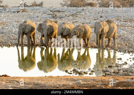 Afrikanische Buschelefanten (Loxodonta Africana) trinken aus dem Okaukuejo Wasserloch bei Sonnenuntergang, Etosha Nationalpark, Namibia Stockfoto