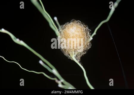 Nahaufnahme von der Gartenspinne des Eiersacks der Lafayise Stockfoto