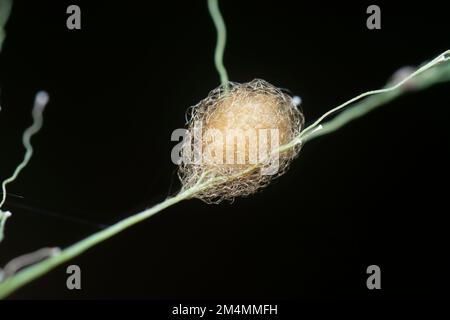 Nahaufnahme von der Gartenspinne des Eiersacks der Lafayise Stockfoto