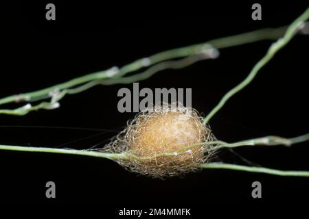 Nahaufnahme von der Gartenspinne des Eiersacks der Lafayise Stockfoto