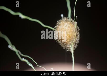 Nahaufnahme von der Gartenspinne des Eiersacks der Lafayise Stockfoto