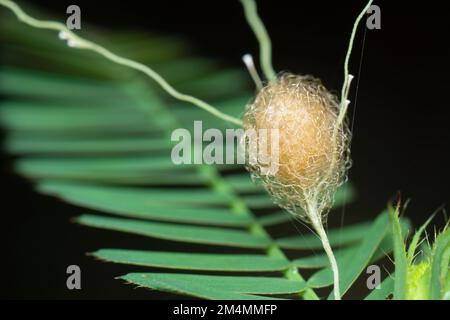 Nahaufnahme von der Gartenspinne des Eiersacks der Lafayise Stockfoto