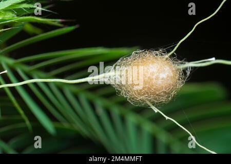 Nahaufnahme von der Gartenspinne des Eiersacks der Lafayise Stockfoto