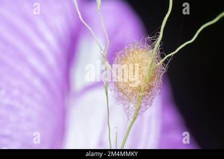 Nahaufnahme von der Gartenspinne des Eiersacks der Lafayise Stockfoto