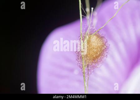 Nahaufnahme von der Gartenspinne des Eiersacks der Lafayise Stockfoto