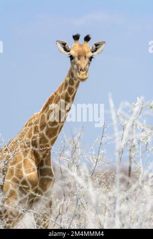 Nahaufnahme einer angolanischen Giraffe (Giraffa camelopardalis angolensis oder Giraffa giraffa angolensis), Etosha-Nationalpark, Namibia Stockfoto