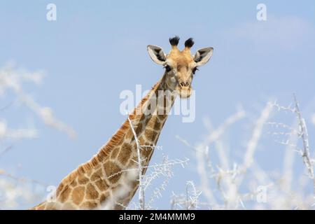 Nahaufnahme einer angolanischen Giraffe (Giraffa camelopardalis angolensis oder Giraffa giraffa angolensis), Etosha-Nationalpark, Namibia Stockfoto