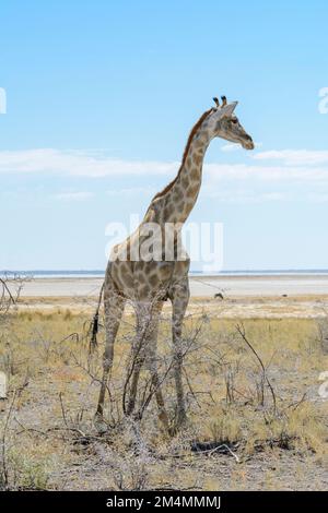 Angolanische Giraffen (Giraffa camelopardalis angolensis oder Giraffa giraffa angolensis), die an der Salzpfanne im Etosha-Nationalpark in Namibia vorbeilaufen Stockfoto