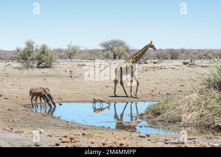 Angolanische Giraffen, Springbok und Kudus trinken an einem Wasserloch im Etosha-Nationalpark, Namibia Stockfoto