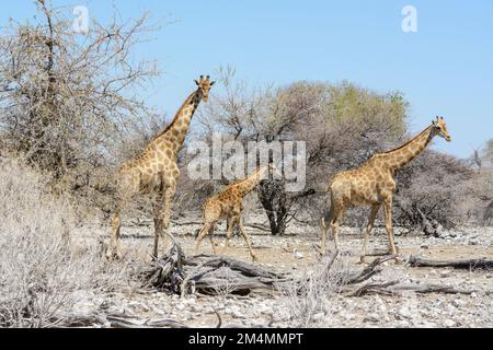 Angolanische Giraffen (Giraffa camelopardalis angolensis oder Giraffa giraffa angolensis), auch bekannt als namibische Giraffe im Etosha-Nationalpark, Namibia Stockfoto