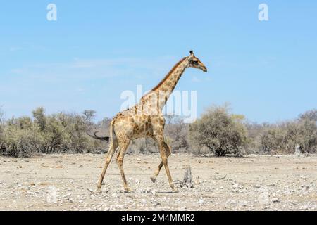 Angolan Giraffe (Giraffa camelopardalis angolensis oder Giraffa giraffa angolensis), alias Namibische Giraffe, Etosha-Nationalpark, Namibia Stockfoto