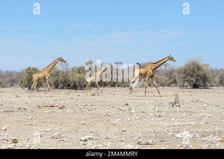 Angolanische Giraffen (Giraffa camelopardalis angolensis oder Giraffa giraffa angolensis), auch bekannt als namibische Giraffe, Etosha-Nationalpark, Namibia Stockfoto