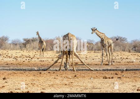 Angolanische Giraffen (Giraffa camelopardalis angolensis oder Giraffa giraffa angolensis), die sich im Etosha-Nationalpark, Namibia, nach unten beugen und Wasser trinken Stockfoto